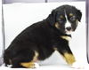 Louis *Puppy* Ariel's Litter. New name: Louie