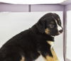 Louis *Puppy* Ariel's Litter. New name: Louie