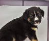 Louis *Puppy* Ariel's Litter. New name: Louie