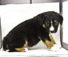 Louis *Puppy* Ariel's Litter. New name: Louie