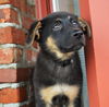 Brielle *Ziva's Puppy*