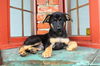Brielle *Ziva's Puppy*