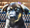 Brielle *Ziva's Puppy*