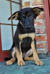 Brielle *Ziva's Puppy*