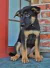 Brielle *Ziva's Puppy*