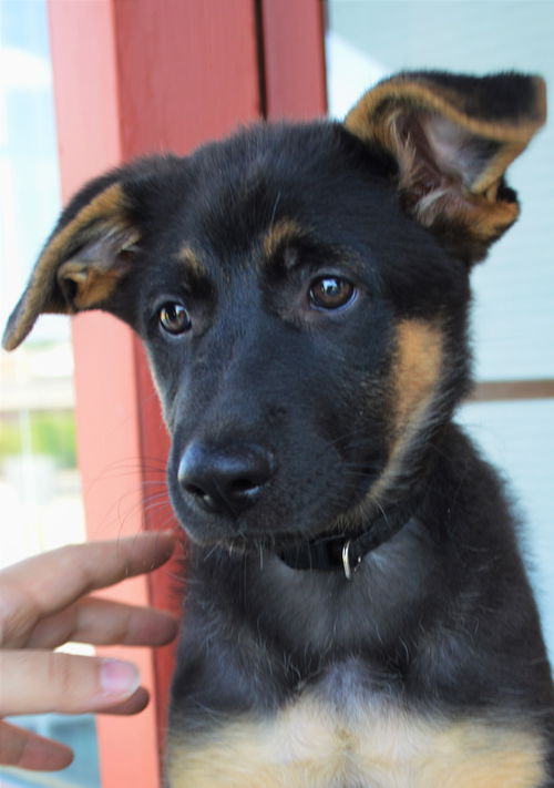 Brielle *Ziva's Puppy*