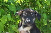 Brogan *Ziva's puppy*