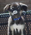 Brogan *Ziva's puppy*