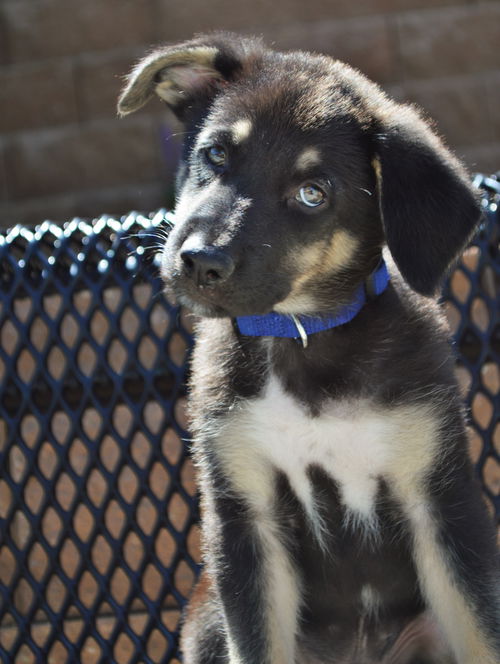 Brogan *Ziva's puppy*