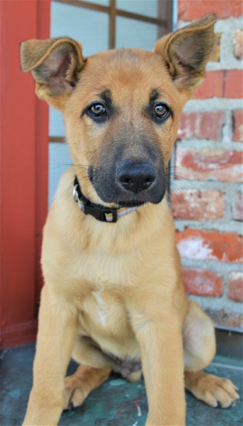 Keegan  *Ziva's puppy*. New name: Riley