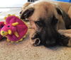 Kellan *Ziva's puppy*