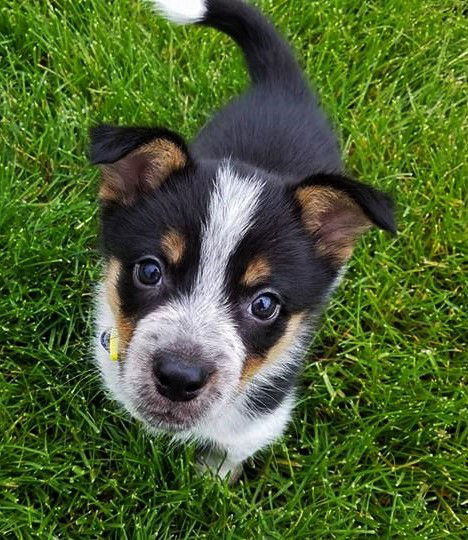 Chip *Maddy's puppy*. New name: Angus