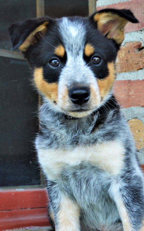 Graham *Maddy's puppy*. New name: Duke