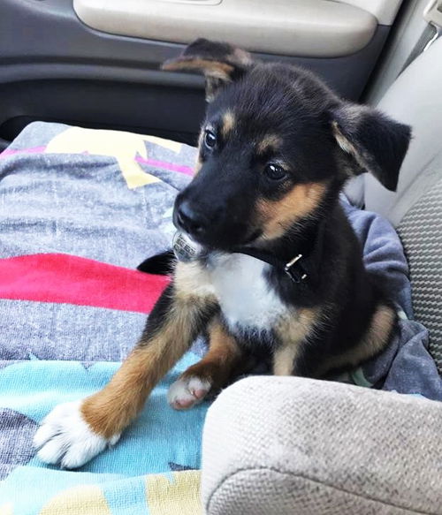 Diego*Puppy*Valentina's Litter.New name: MacGruber