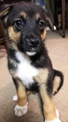 Diego*Puppy*Valentina's Litter.New name: MacGruber