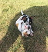 Brady *Puppy* Toon Squad Litter. New name: Brody