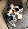 Brady *Puppy* Toon Squad Litter. New name: Brody