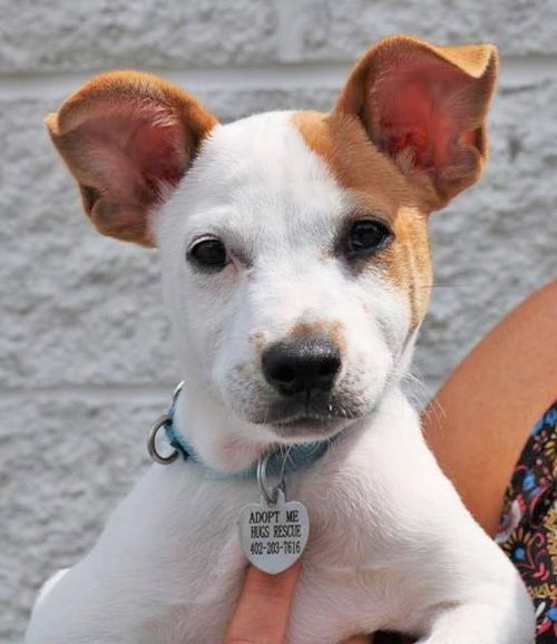 Brady *Puppy* Toon Squad Litter. New name: Brody