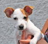 Brady *Puppy* Toon Squad Litter. New name: Brody