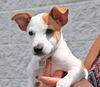 Brady *Puppy* Toon Squad Litter. New name: Brody