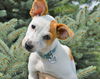 Brady *Puppy* Toon Squad Litter. New name: Brody