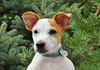 Brady *Puppy* Toon Squad Litter. New name: Brody