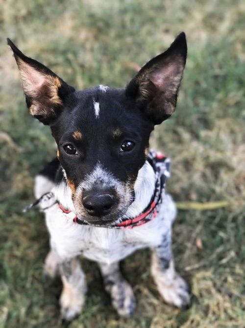 Drake *Puppy*. New name: Wes