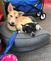 Drake *Puppy*. New name: Wes