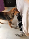 Drake *Puppy*. New name: Wes