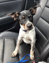 Drake *Puppy*. New name: Wes