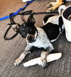Drake *Puppy*. New name: Wes