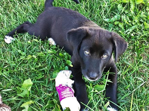 Larami *Puppy* Sage's Litter. New name: Dora