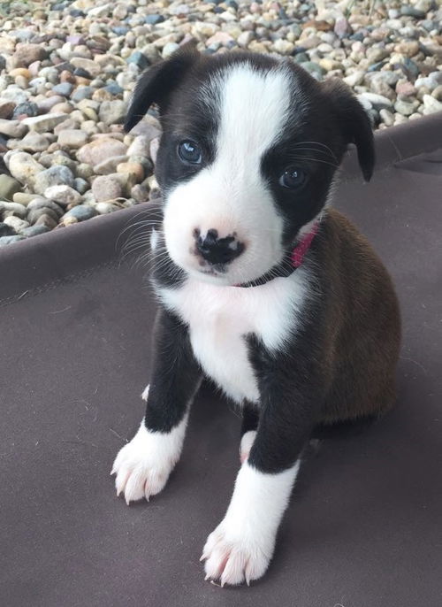 Sterling *Puppy* Sage's Litter. New name: Ripley