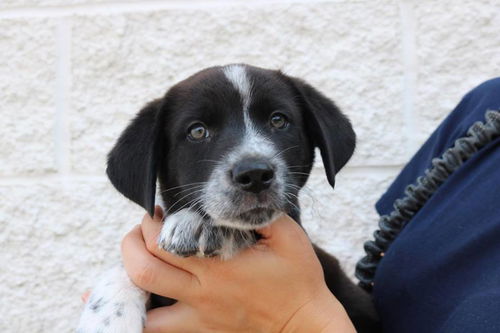 Asher *Puppy* Sage's Litter. New name: Charlie