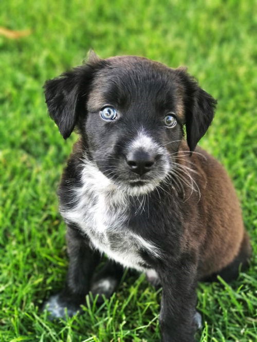 Gunner *Puppy* Sage's Litter. New name: Rez