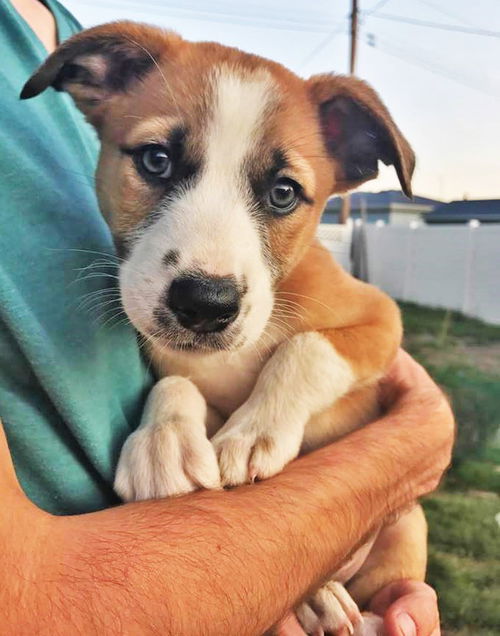 Kieran *Puppy* Sage's Litter. New name: Vader