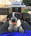 Dore *Puppy* Paris' Litter. New name: Dory