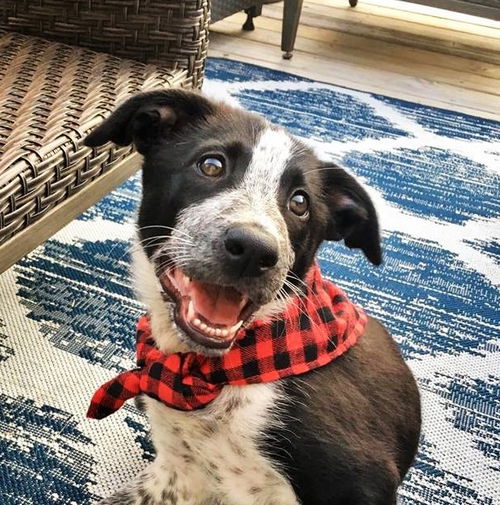 Dore *Puppy* Paris' Litter. New name: Dory