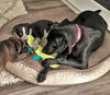 Dore *Puppy* Paris' Litter. New name: Dory