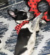 Dore *Puppy* Paris' Litter. New name: Dory