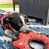 Dore *Puppy* Paris' Litter. New name: Dory
