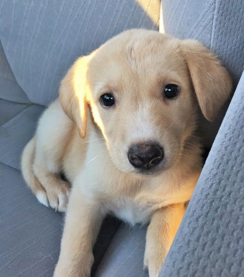 Diamond *Jewel's Puppy*. New name: Sadie