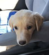 Diamond *Jewel's Puppy*. New name: Sadie