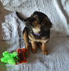 Jade *Jewel's Puppy*