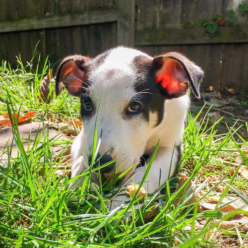 Annetta *Trinity's Puppy*. New name: Birdie