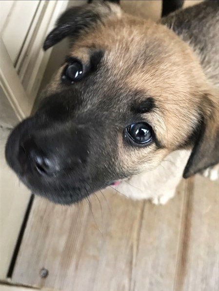 Georgia *Shiloh's Puppy*. New name: Maggie