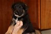 Sailor *Shiloh's Puppy*. New name: Cosmo