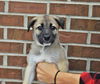 Preston *Shiloh's Puppy*