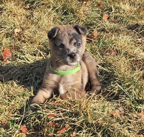 Bronx *Bronx/Paisley/Clyde Litter*