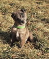 Bronx *Bronx/Paisley/Clyde Litter*